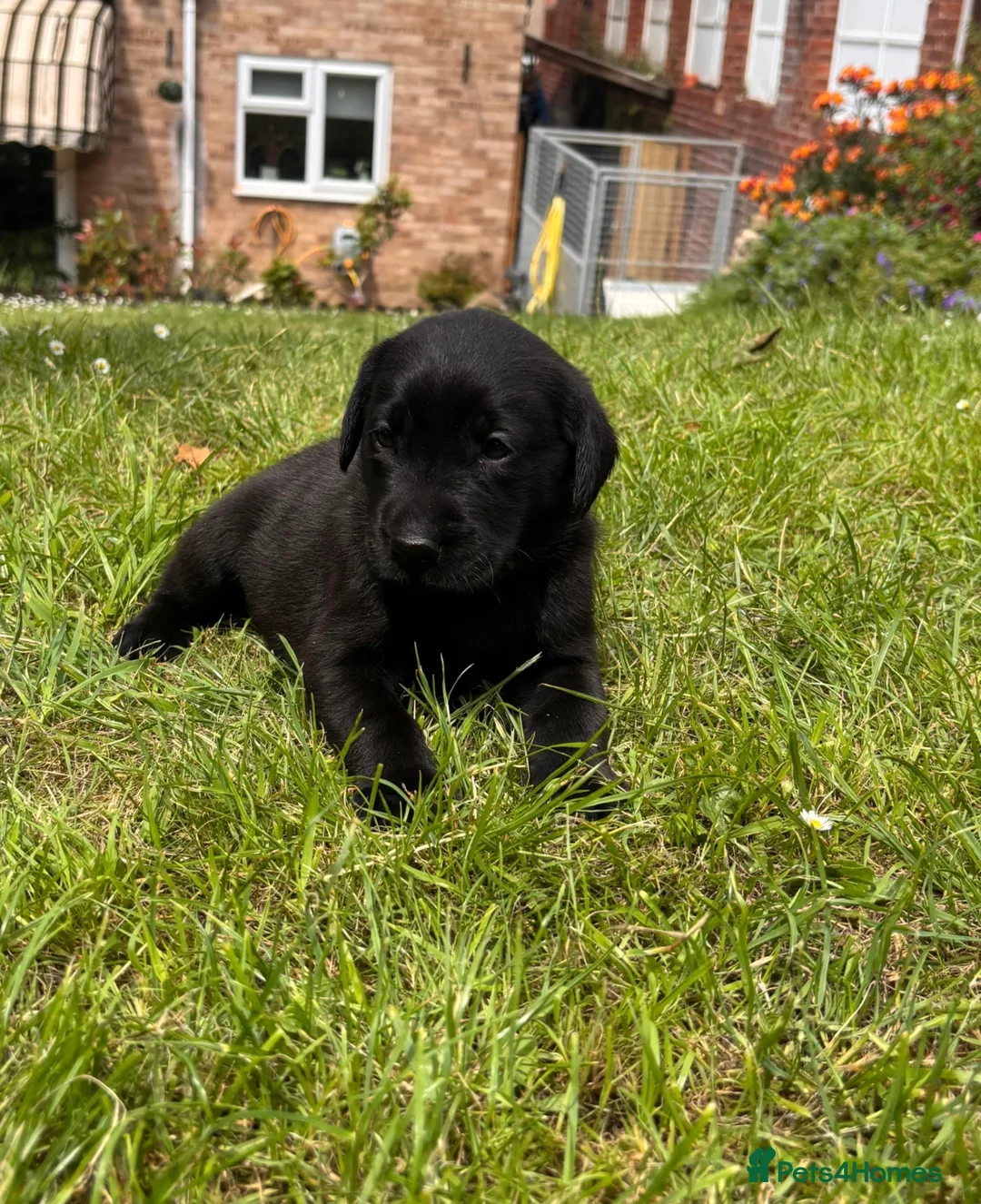 Labrador Retriever dogs for sale: FTCH sired KC Reg labrador puppies - Advert 7