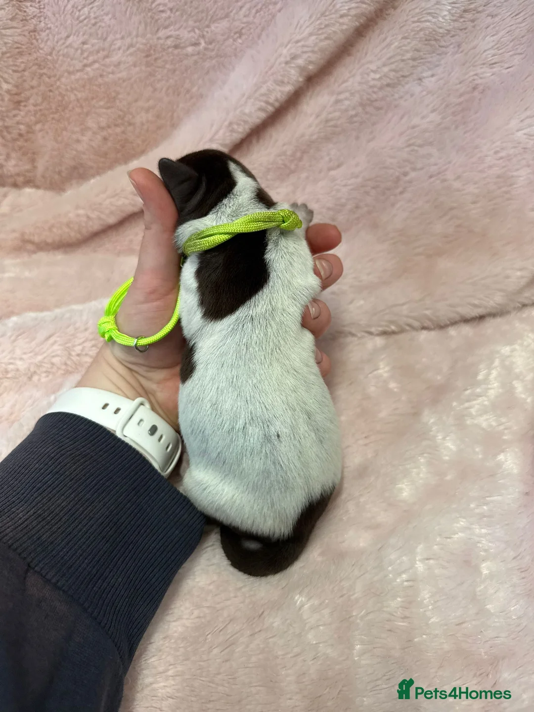 German Shorthaired Pointer dogs for sale: Gorgeous Green Short Haired Pups - Serbian Blood - Advert 10