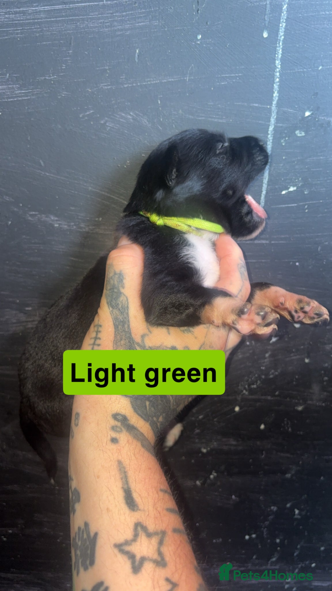 Mixed Breed dogs for sale: Mali X collie puppies - Advert 7