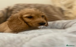 Cocker Spaniel dogs for sale: Show type cocker spaniels  - Image 5