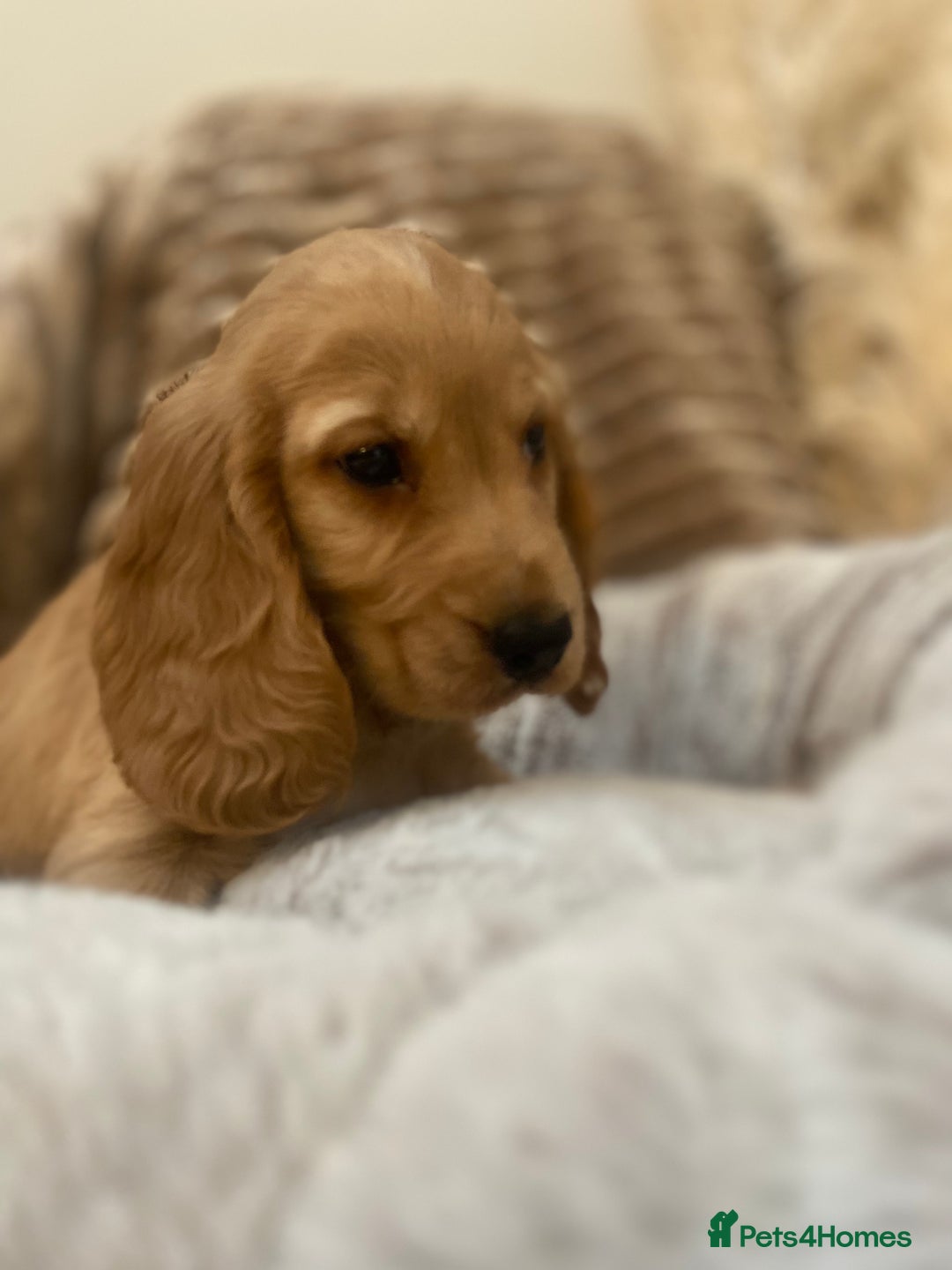 Cocker Spaniel dogs for sale: Show type cocker spaniels  - Image 5