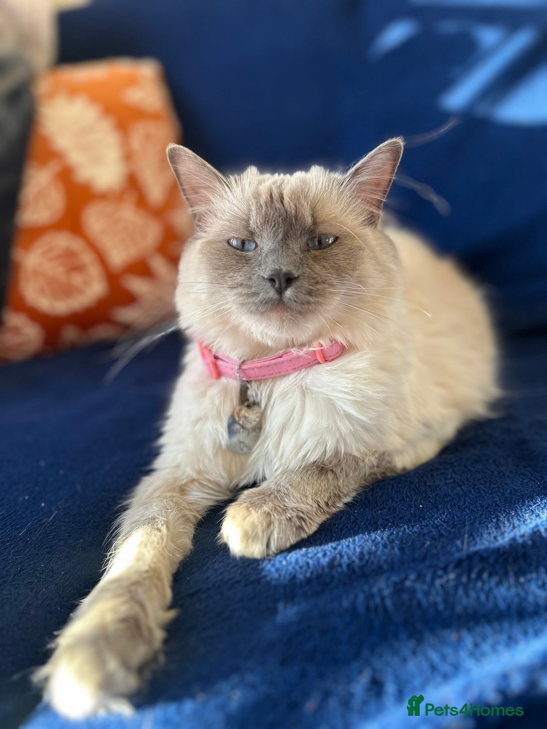 Persian cats for sale: PERSIAN-RAGDOLL OR “PERDOLL” KITTENS - Advert 12