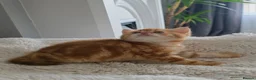 Scottish Fold cats for sale: Purebred kitten, best in UK - Advert 1