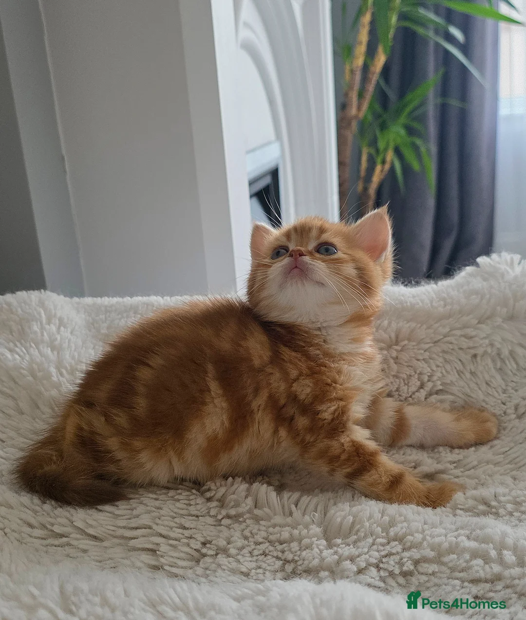 Scottish Fold cats for sale: Purebred kitten, best in UK - Advert 1