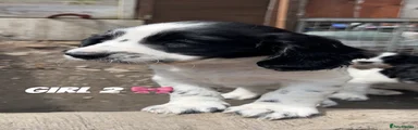 Sprocker 6