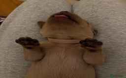 Labrador Retriever dogs for sale: Fox red labradors available now  - Advert 18