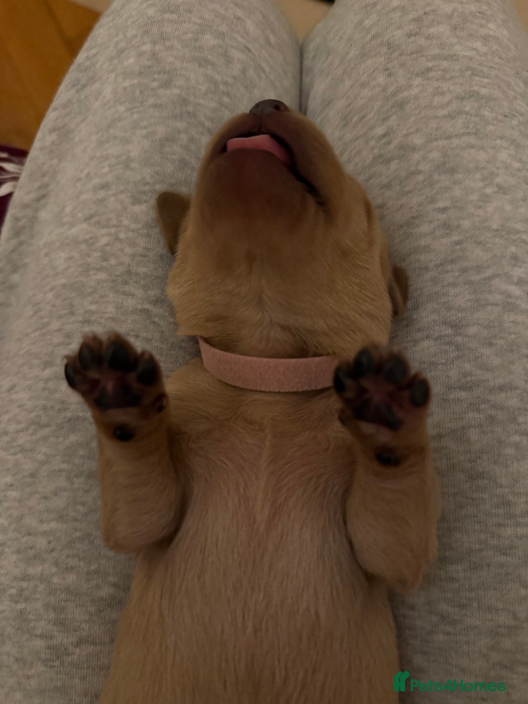 Labrador Retriever dogs for sale: Fox red labradors available now  - Advert 18