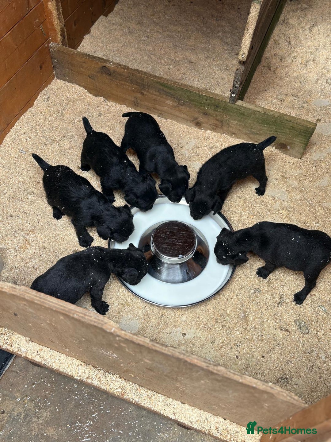 Patterdale Terrier dogs for sale: Patterdale terrier bitch.  - Advert 2