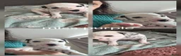 Dalmatian dogs for sale: Last 3 Dally pup looking for their forever home  - Advert 19