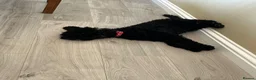 Australian Labradoodle dogs for sale: Beautiful Female Australian Labradoodle  - Advert 3