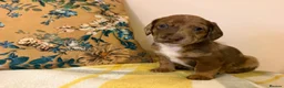 Mixed Breed dogs for sale: Doxie puppies  - Advert 34