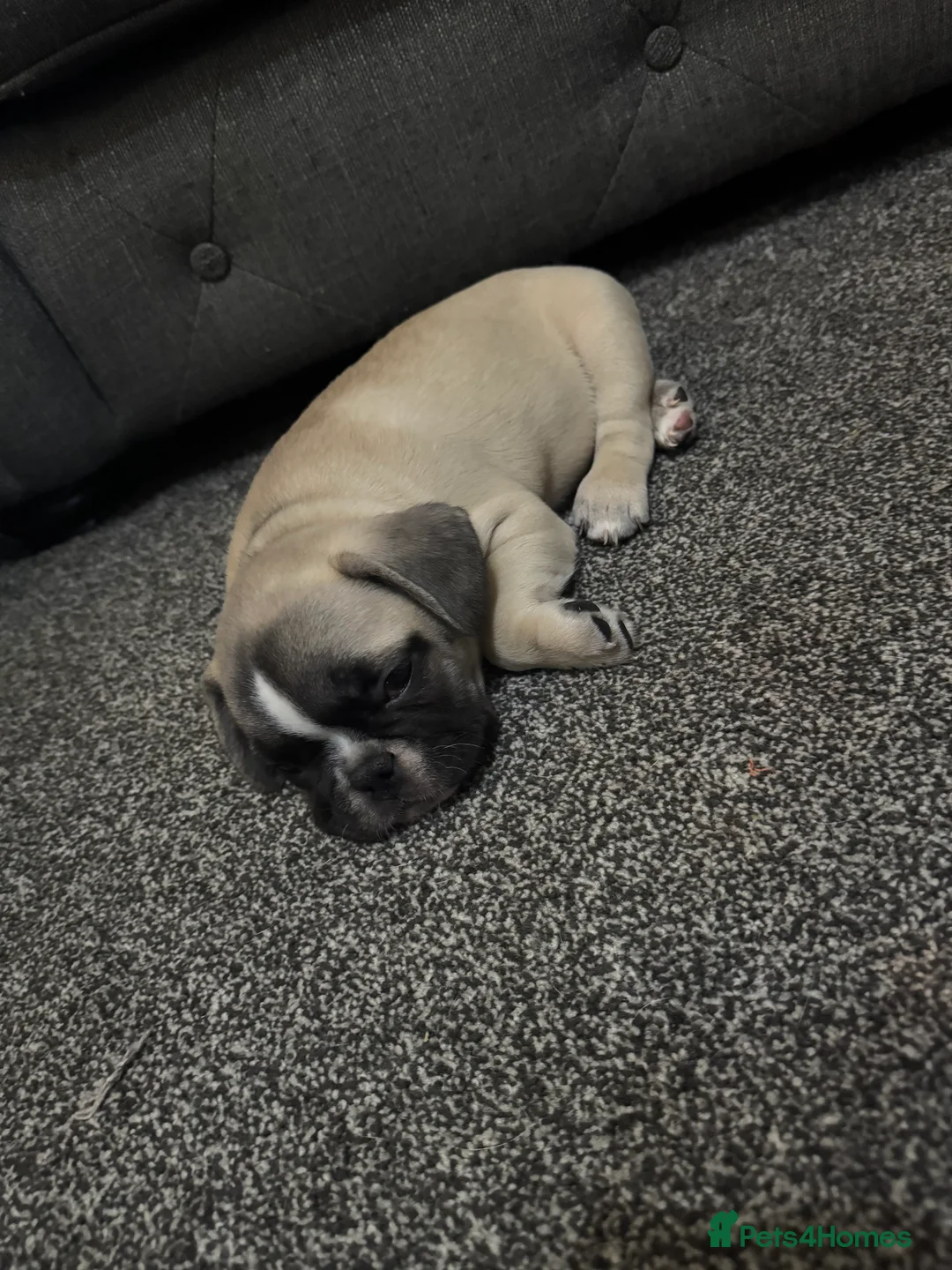 French Bulldog dogs for sale: DWKC Registered Puppies – Health Tested  - Advert 12