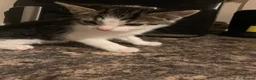 Mixed Breed cats for sale: Kittens looking for a loving home  - Advert 7