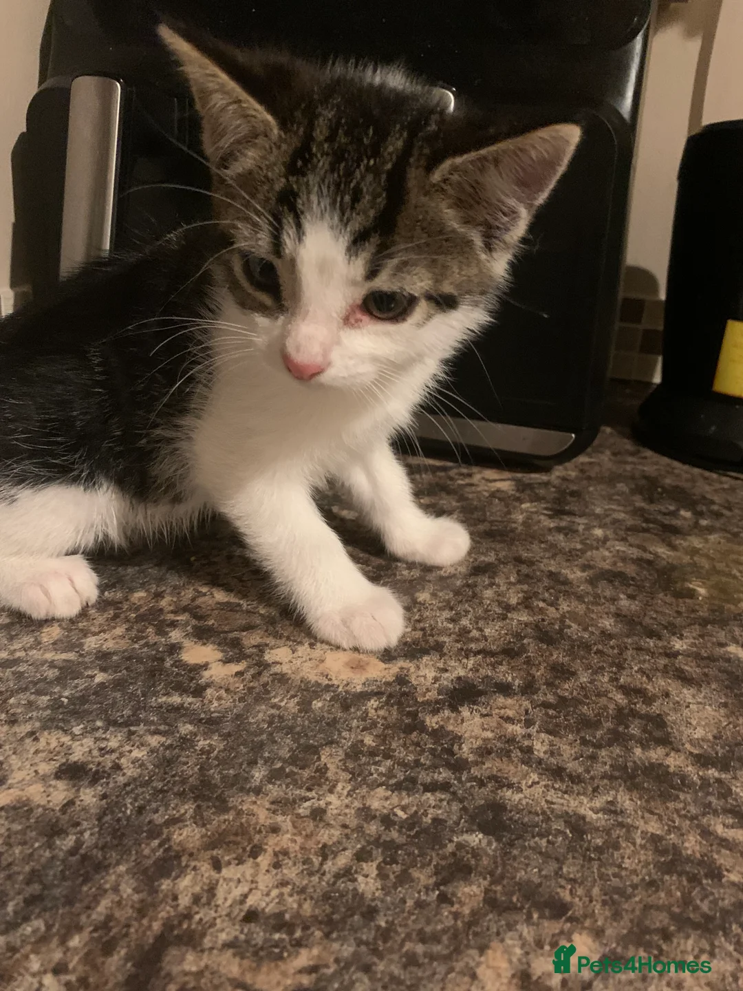 Mixed Breed cats for sale: Kittens looking for a loving home  - Advert 7