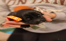 Sprocker dogs for sale: Sprocker Spaniel Puppies - Image 9