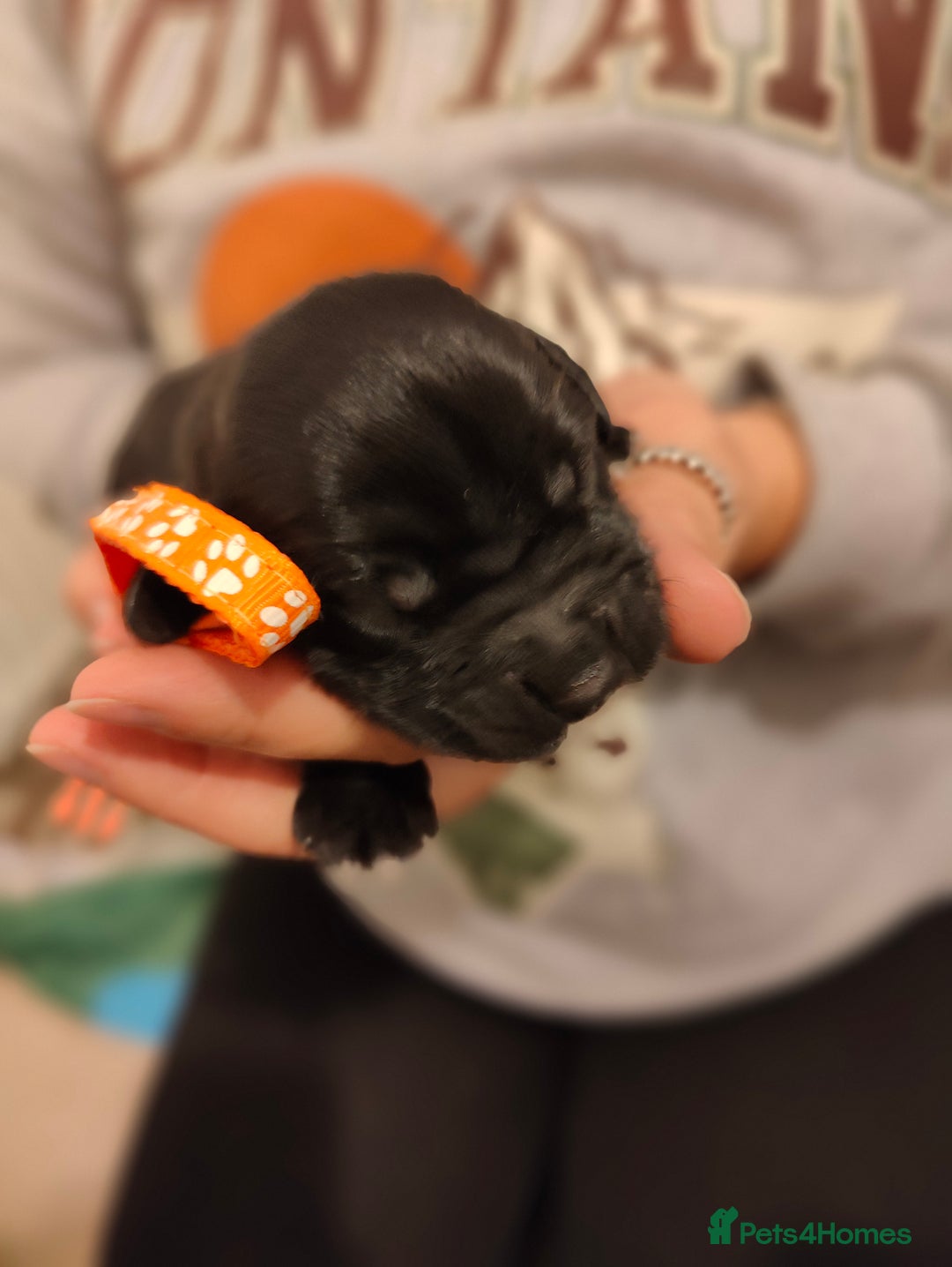 Sprocker dogs for sale: Sprocker Spaniel Puppies - Image 9