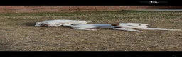 Jack Russell dogs for sale: Jack Russell Dog Pups for sale  - Advert 4