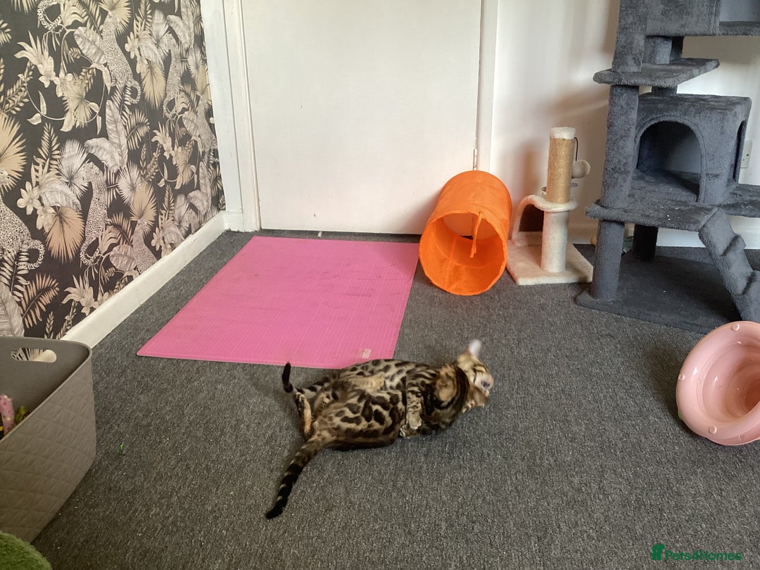 Bengal cats for sale: Bengal kittens READY NOW TICA reg pedigree  in Blandford Forum - Image 26