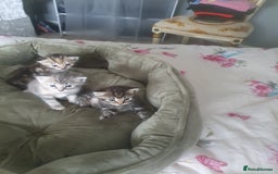 Mixed Breed cats for sale: Miss sijanda  - Image 9