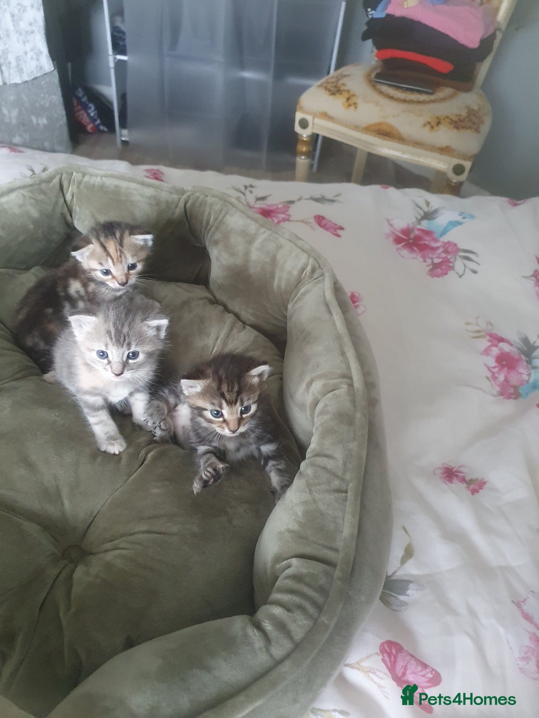 Mixed Breed cats for sale: Miss sijanda  - Image 9