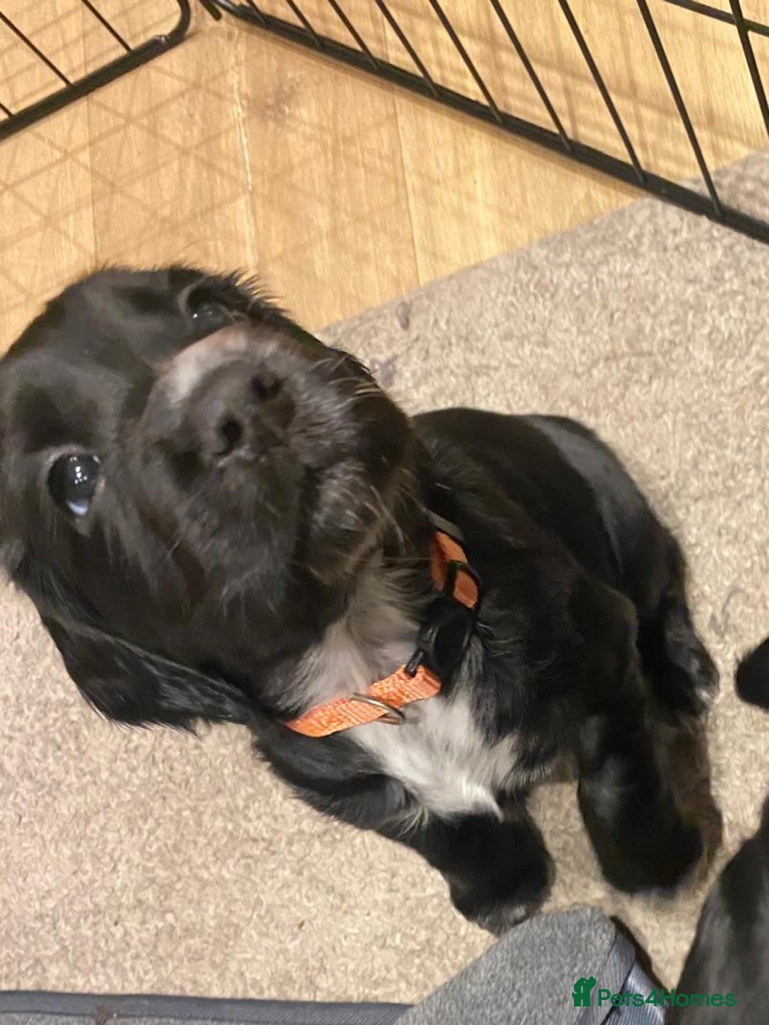 Cocker Spaniel dogs for sale: Cocker Spaniel Puppies - Advert 3