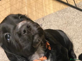 Cocker Spaniel dogs Cocker Spaniel Puppies - Advert 2