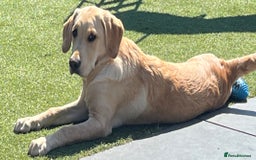 Goldador dogs for sale: Goldador girl  - Image 1