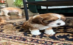 Mixed Breed dogs for sale: SHIH TZU Mix  - Image 11