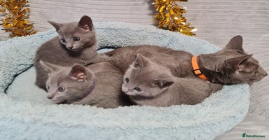Russian Blue cats - Advert 4