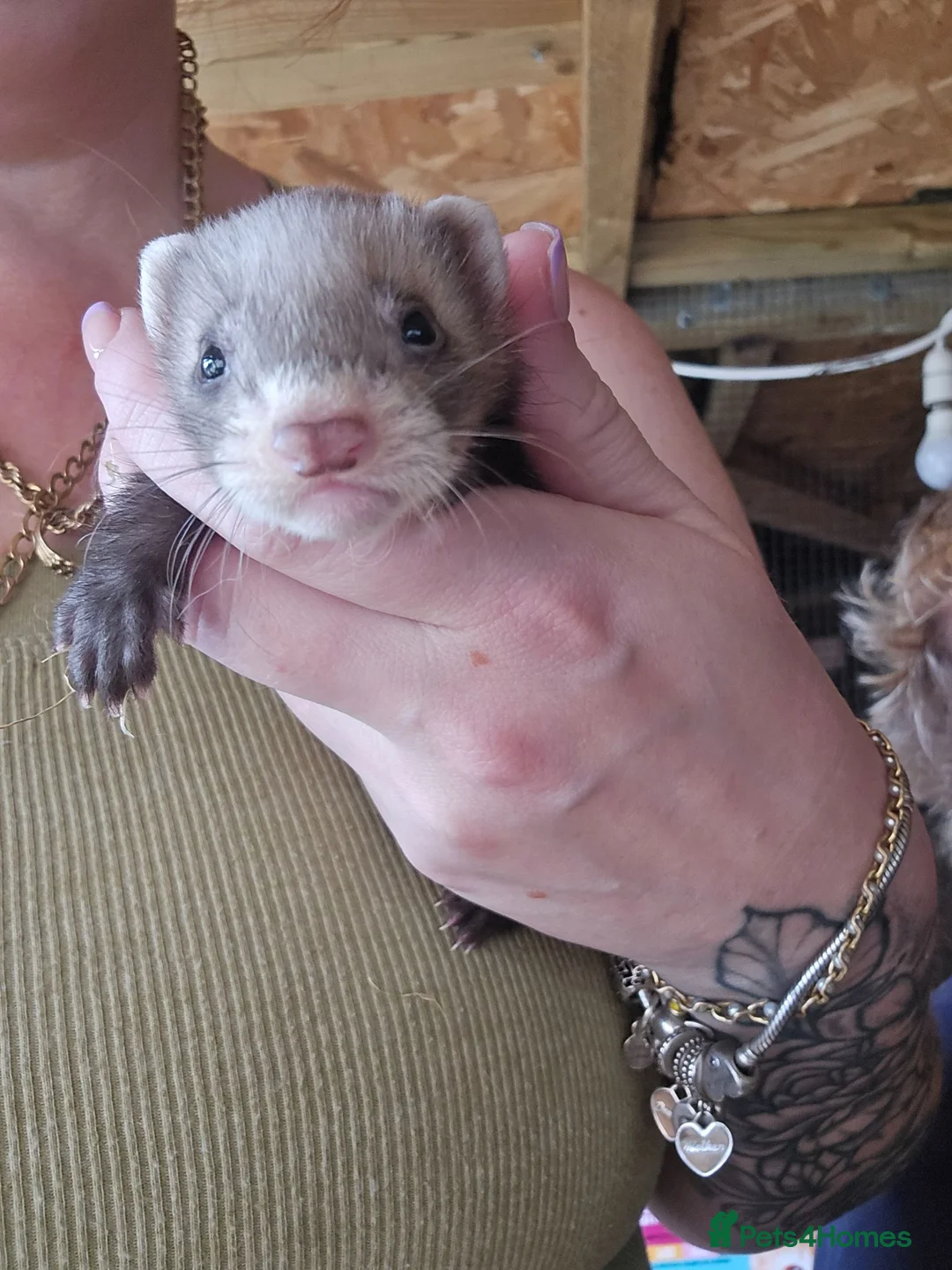 Ferret rodents for sale: Ferrets for sale - Advert 2