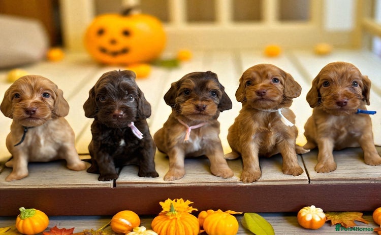 Cockapoo dogs - Advert 6