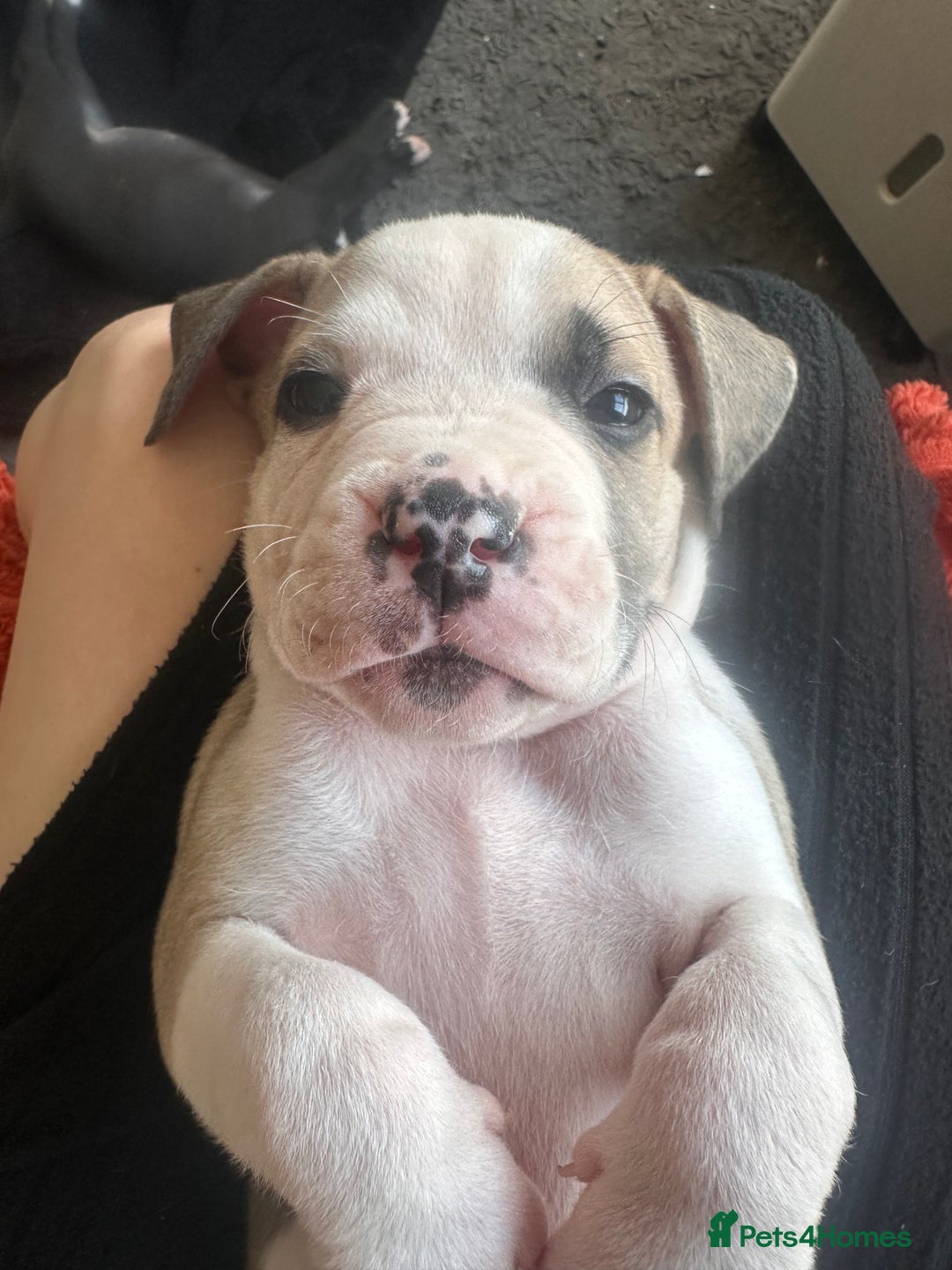Mixed Breed dogs for sale: Pups for sale - Image 21