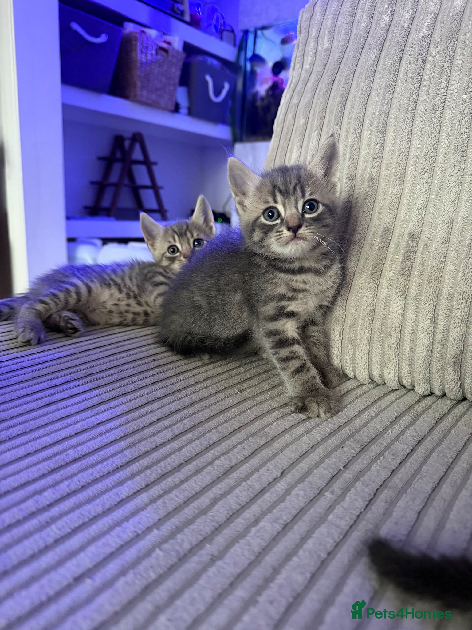 British Shorthair cats READY NOW - Advert 1