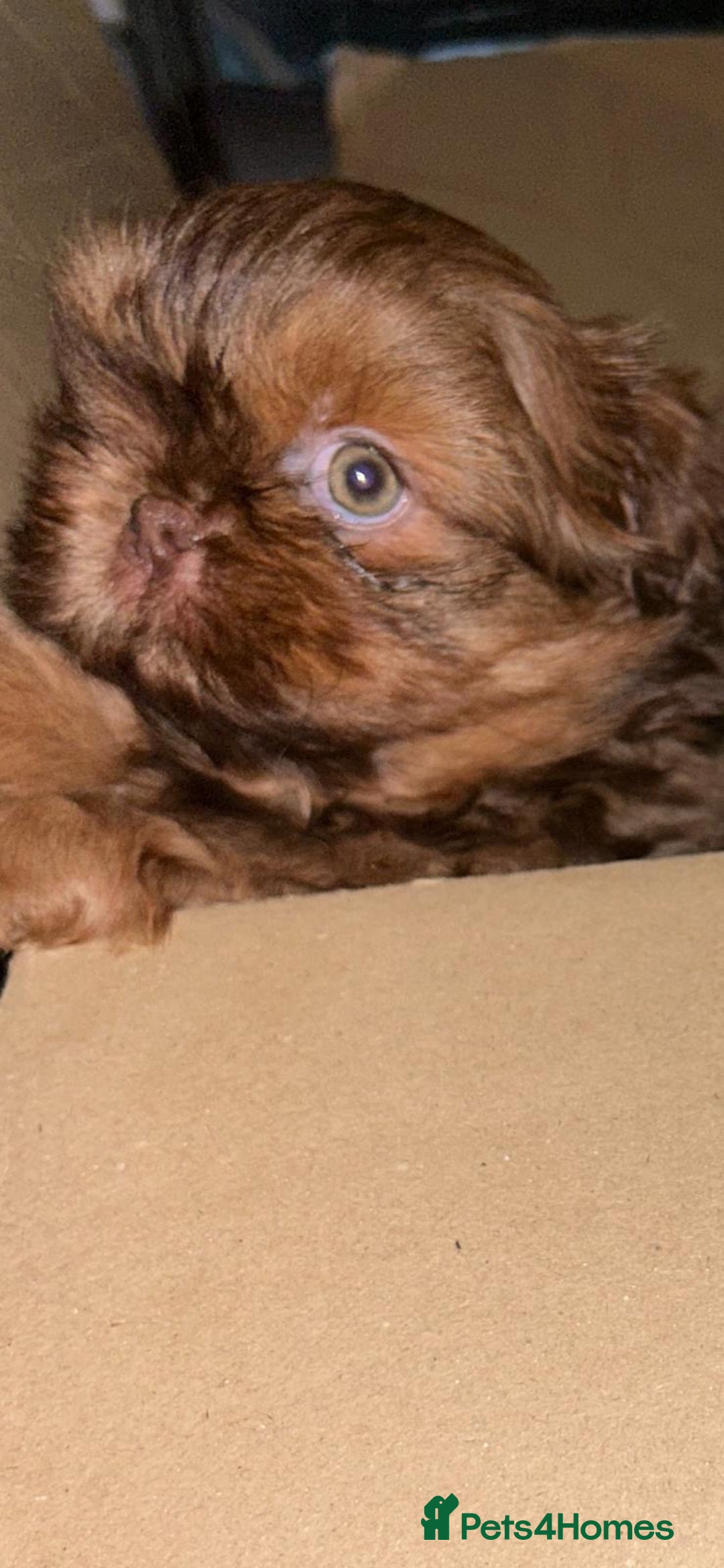 Shih Tzu dogs for sale: kC Imperial Shih tzu Ready now only 1 girl left  - Advert 4