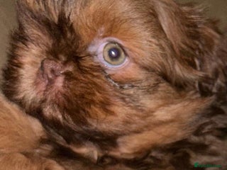 Shih Tzu dogs kC Imperial Shih tzu Ready now only 2 girls left - Advert 2
