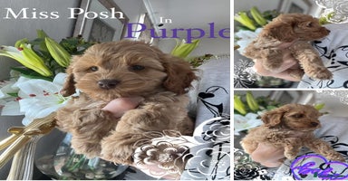Cockapoo dogs - Advert 16
