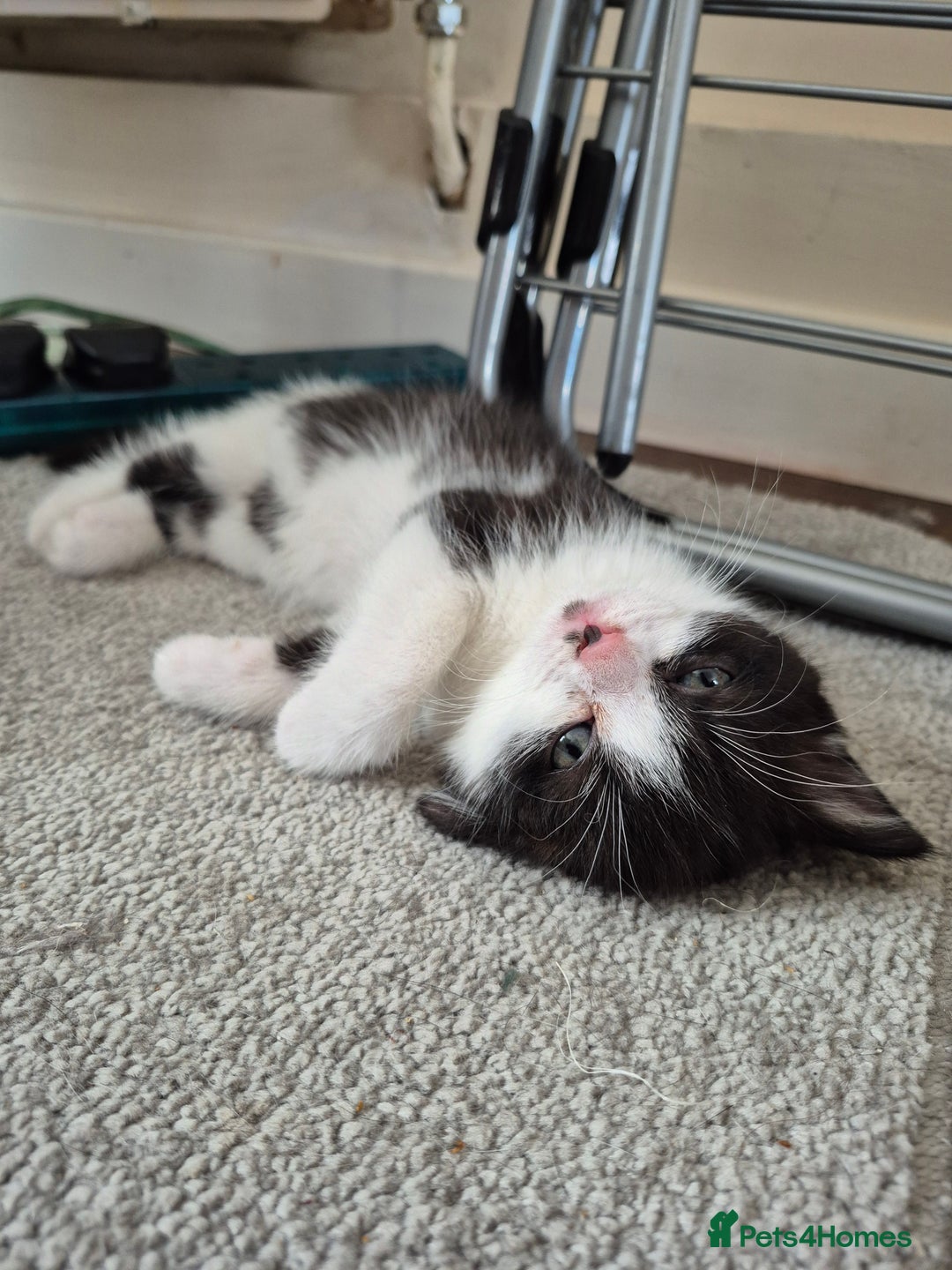 Persian cats for sale: Half persian fluffy kittens - Image 5