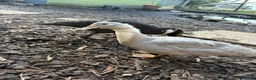 Ducks poultry for sale: Female & Male Muscovy Ducks & Ducklings - Advert 3
