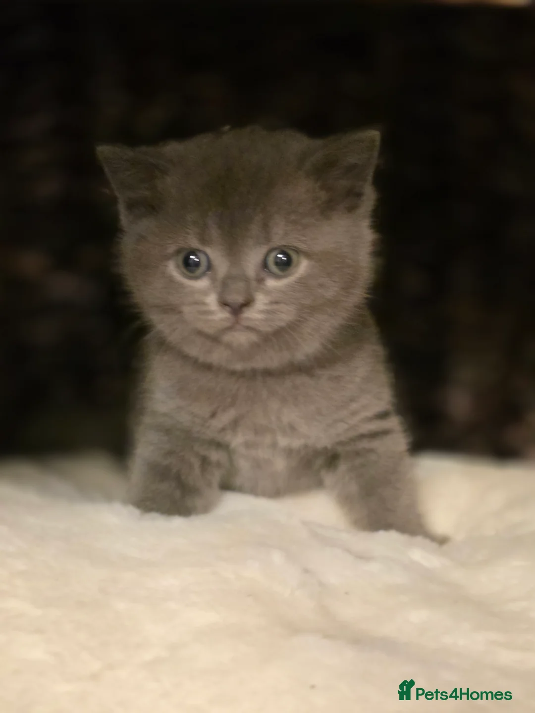 British Shorthair cats for sale: Boy BSH Kitten grey  - Advert 2