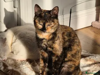 Mixed Breed cats Mars for adoption - Advert 5