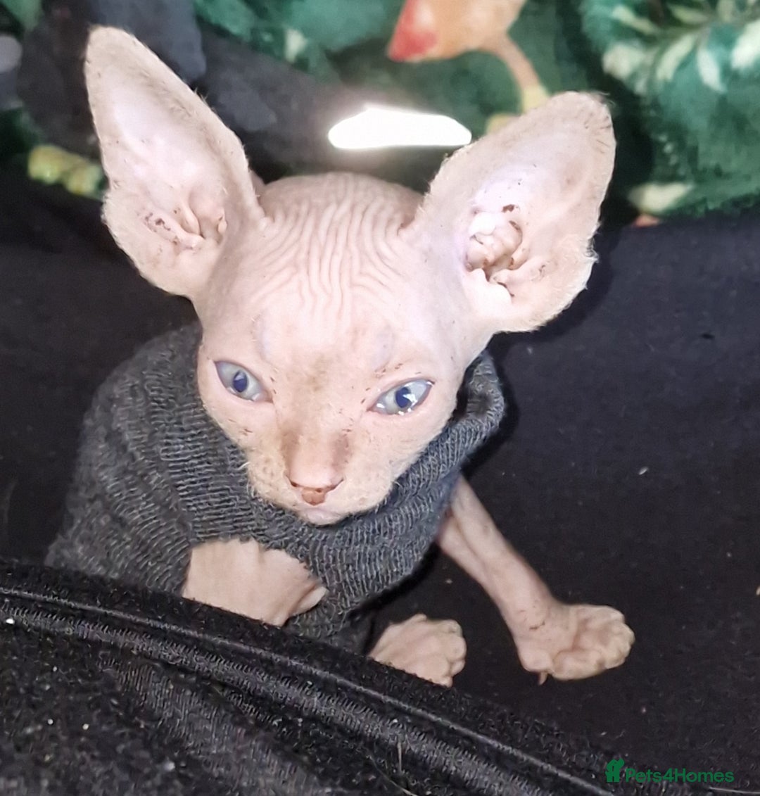 Sphynx cats for sale: Gorgeous Canadian Sphynx kittens - Image 14