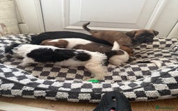 Mixed Breed dogs for sale: 4beautiful terrierxGerman ShepherdxLabrador puppy - Image 2