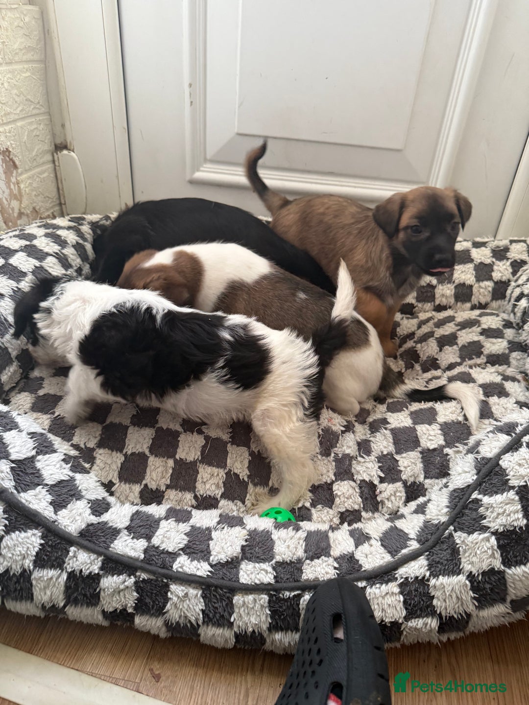 Mixed Breed dogs for sale: 4beautiful terrierxGerman ShepherdxLabrador puppy - Image 2