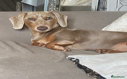 Mixed Breed dogs for sale: Dachshund cross Frenchbull dog (frenchbullwiner)p - Image 24