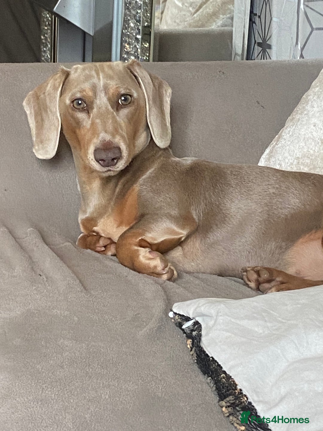 Mixed Breed dogs for sale: Dachshund cross Frenchbull dog (frenchbullwiner)p - Image 24