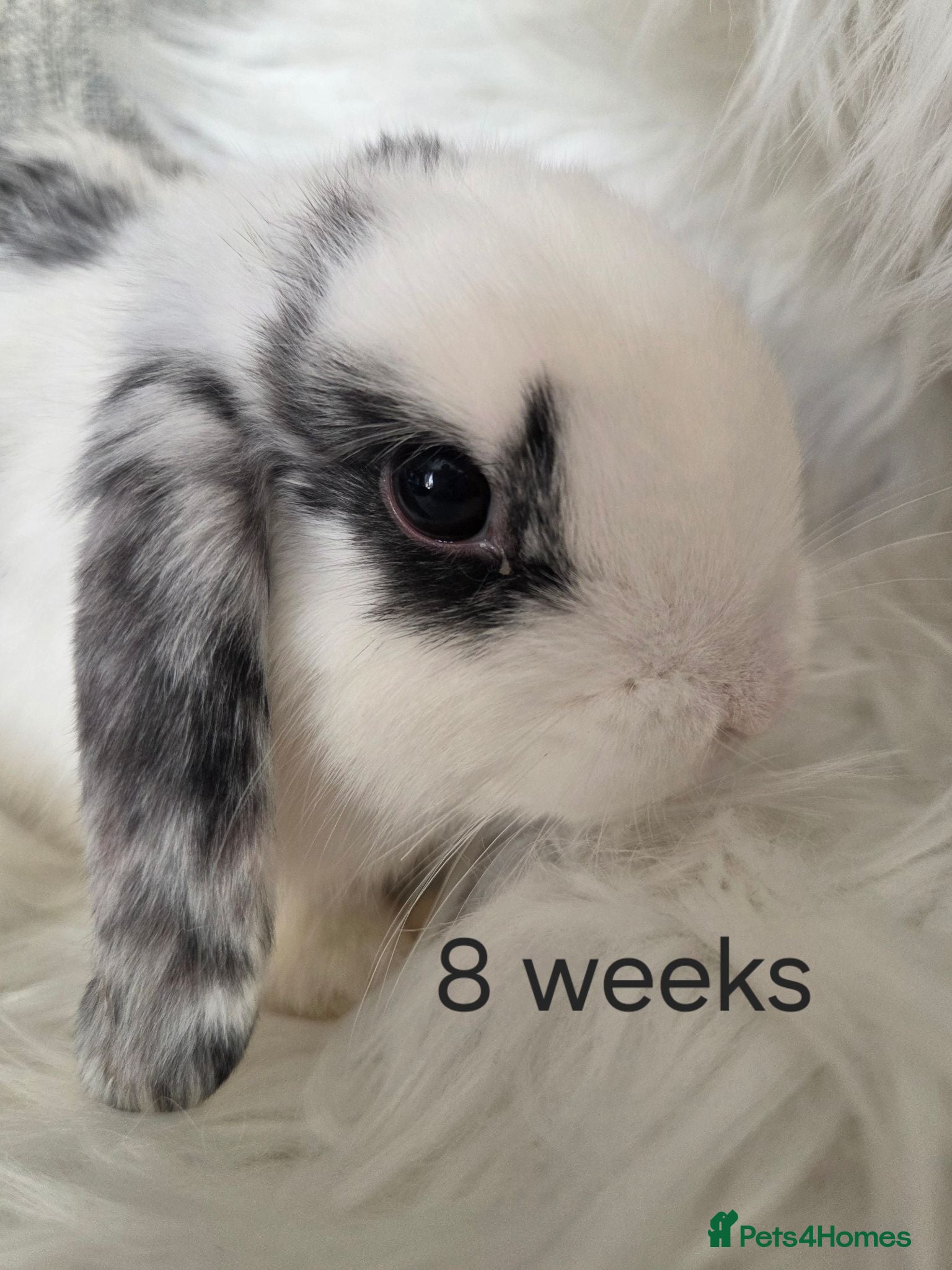Mini Lop rabbits  Beautiful mini lops boy and girls available.  - Advert 1