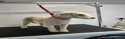 Bedlington Terrier dogs for sale: KC reg, CT clear Bedlington terrier puppies in Wrexham - Advert 4
