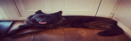 German Shepherd dogs for sale: Female German Shepherd For Rehome - Advert 3