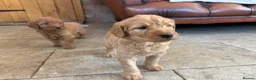 Labradoodle dogs for sale: Adorable Labradoodle Puppies  - Advert 24