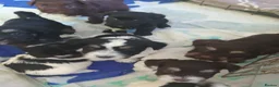 Havanese dogs for sale: 9 Purebred Havanese puppies,7 weeks look.new home - Advert 21